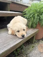 Honey, a female Golden Retriever for sale in Lykens, PA – Photo 2 of 3