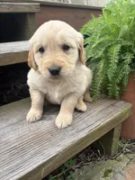 Honey, a female Golden Retriever for sale in Lykens, PA – Photo 3 of 3