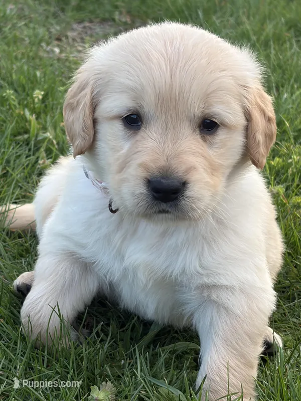 Prince – Golden Retriever puppy for sale in Lykens, PA