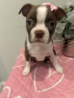 Honey, a female Boston Terrier for sale in Davenport, FL – 1 of 3
