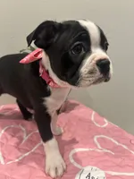 Moo-moo, a female Boston Terrier for sale in Davenport, FL – 5 of 5