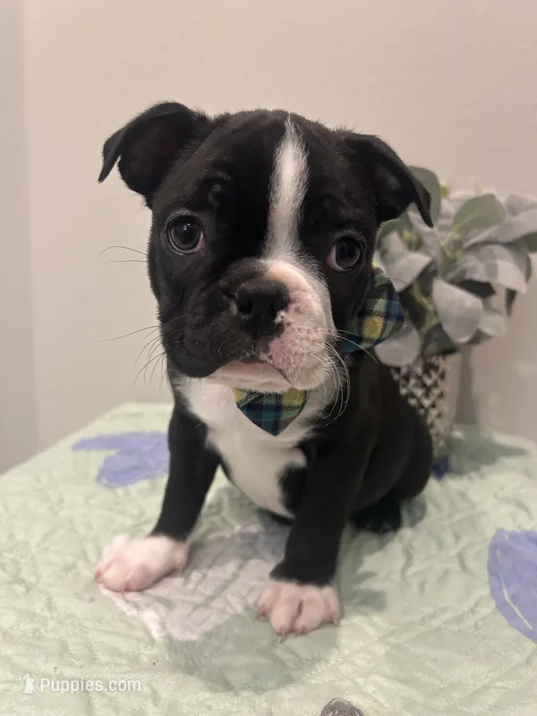 Dice – Boston Terrier puppy for sale in Davenport, FL