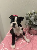 Sugar, a female Boston Terrier for sale in Davenport, FL – 2 of 3