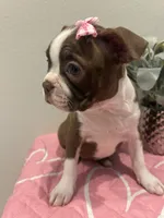 Honey, a female Boston Terrier for sale in Davenport, FL – 2 of 3