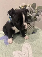 Dice, a male Boston Terrier for sale in Davenport, FL – 3 of 5