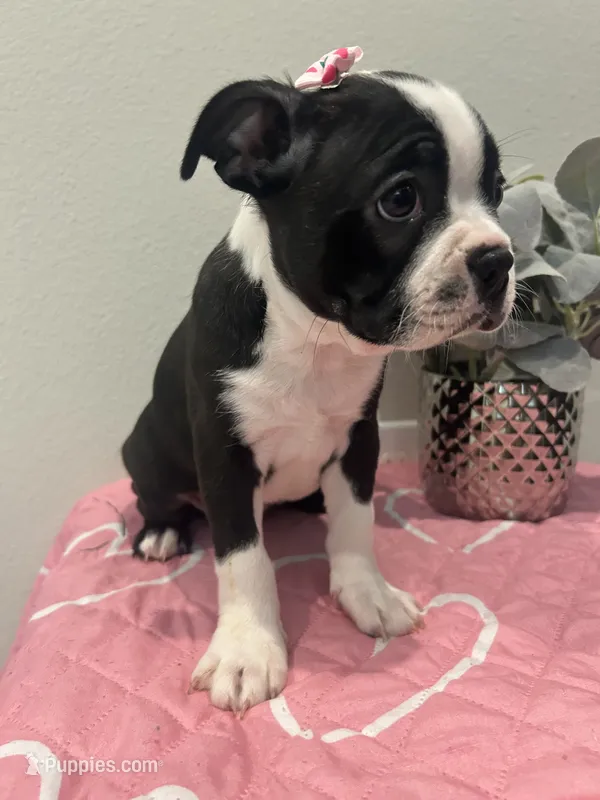 Moo-moo – Boston Terrier puppy for sale in Davenport, FL