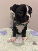 Dice, a male Boston Terrier for sale in Davenport, FL – 2 of 5