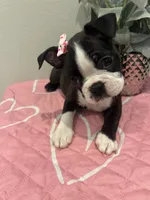 Cookie, a female Boston Terrier for sale in Davenport, FL – 4 of 4