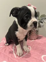 Moo-moo, a female Boston Terrier for sale in Davenport, FL – 2 of 5