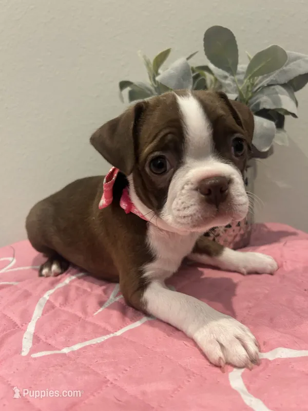 Halo – Boston Terrier puppy for sale in Davenport, FL