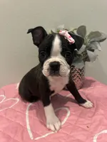 Cookie, a female Boston Terrier for sale in Davenport, FL – 3 of 4