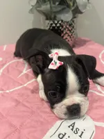 Cookie, a female Boston Terrier for sale in Davenport, FL – 2 of 4