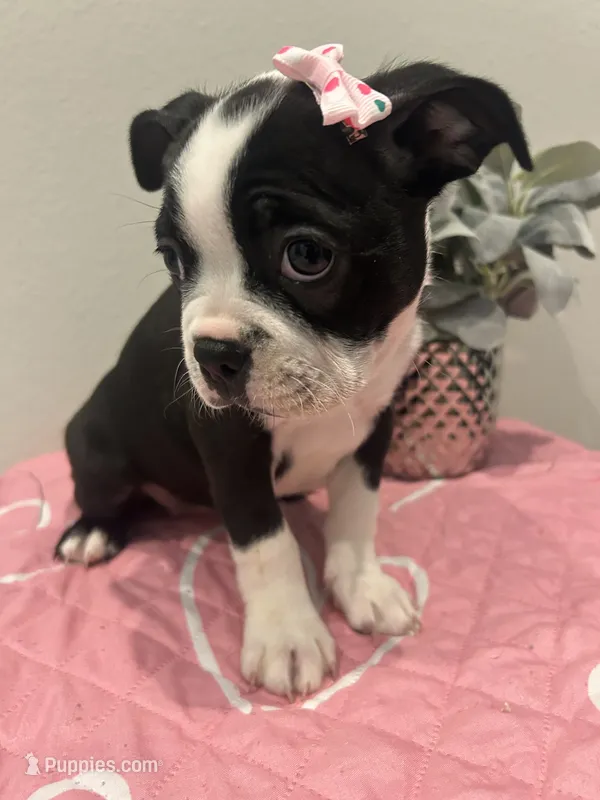 Moo-moo – Boston Terrier puppy for sale in Davenport, FL