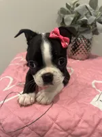 Sugar, a female Boston Terrier for sale in Davenport, FL – 3 of 3