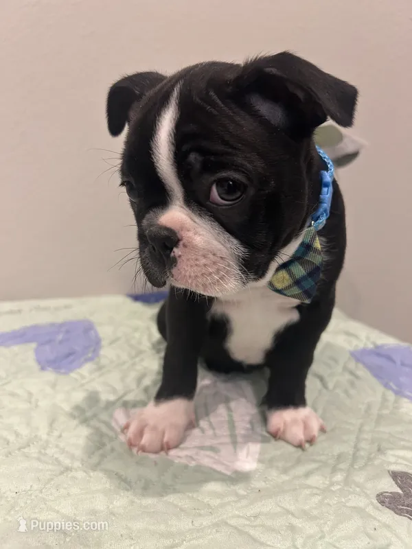 Dice – Boston Terrier puppy for sale in Davenport, FL