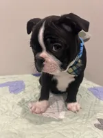 Dice, a male Boston Terrier for sale in Davenport, FL – 4 of 5