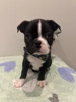 Dice, a male Boston Terrier for sale in Davenport, FL – 5 of 5