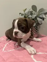 Halo, a female Boston Terrier for sale in Davenport, FL – 2 of 3