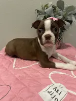 Honey, a female Boston Terrier for sale in Davenport, FL – 3 of 3