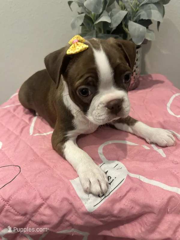 Halo – Boston Terrier puppy for sale in Davenport, FL