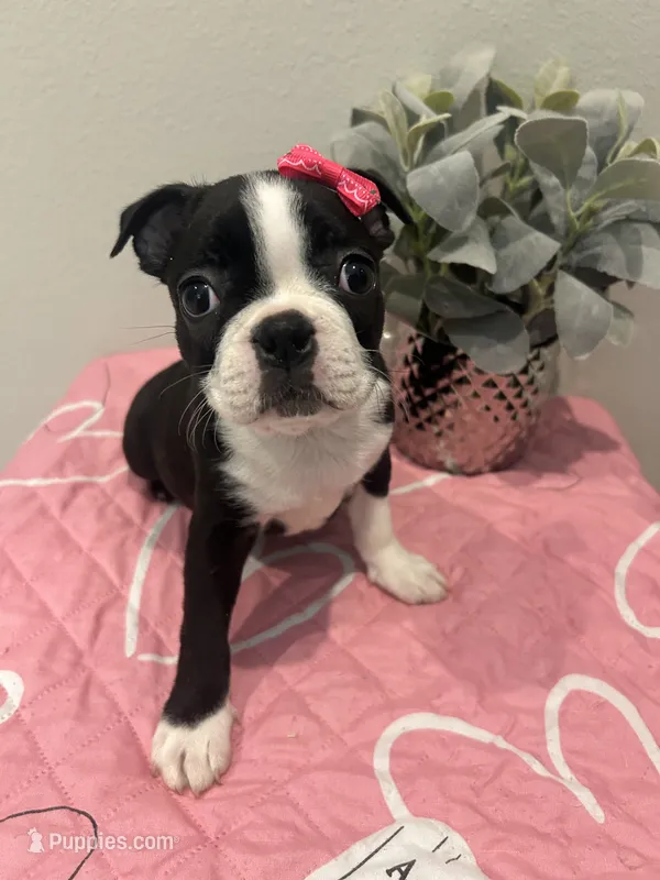 Sugar – Boston Terrier puppy for sale in Davenport, FL