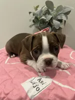 Halo, a female Boston Terrier for sale in Davenport, FL – 3 of 3