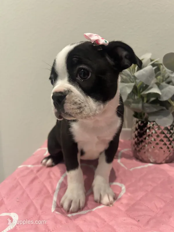 Moo-moo – Boston Terrier puppy for sale in Davenport, FL