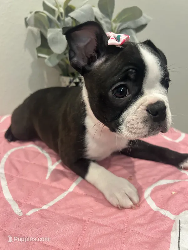 Cookie – Boston Terrier puppy for sale in Davenport, FL