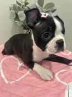 Cookie, a female Boston Terrier for sale in Davenport, FL – 1 of 4