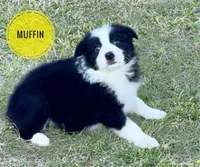 Muffin, a female Border Collie for sale in Braxton, MS – Photo 3 of 10