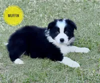 Muffin, a female Border Collie for sale in Braxton, MS – Photo 4 of 10