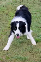 Muffin, a female Border Collie for sale in Braxton, MS – Photo 6 of 10