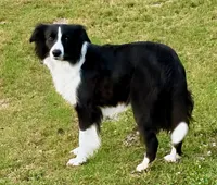 Muffin, a female Border Collie for sale in Braxton, MS – Photo 8 of 10