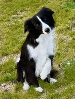 Muffin, a female Border Collie for sale in Braxton, MS – Photo 9 of 10