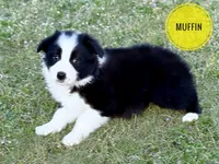 Muffin, a female Border Collie for sale in Braxton, MS – Photo 1 of 10