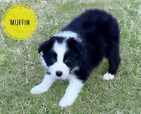 Muffin, a female Border Collie for sale in Braxton, MS – Photo 2 of 10