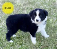 Meadow, a female Border Collie for sale in Braxton, MS – Photo 3 of 10