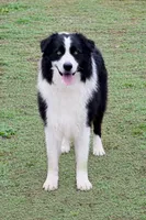 Meadow, a female Border Collie for sale in Braxton, MS – Photo 5 of 10