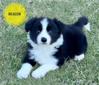 Meadow, a female Border Collie for sale in Braxton, MS – Photo 1 of 10