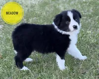 Meadow, a female Border Collie for sale in Braxton, MS – Photo 2 of 10