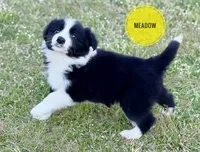 Meadow, a female Border Collie for sale in Braxton, MS – Photo 4 of 10