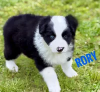 Rory, a male Border Collie for sale in Braxton, MS – Photo 3 of 3