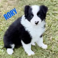 Rory, a male Border Collie for sale in Braxton, MS – Photo 2 of 3