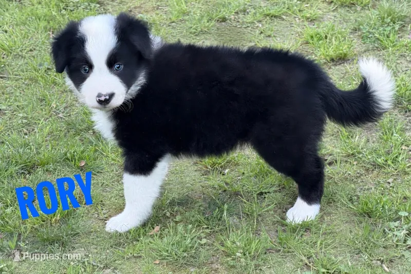 Rory – Border Collie puppy for sale in Braxton, MS