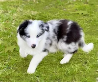 Silas, a male Border Collie for sale in Braxton, MS – Photo 2 of 8