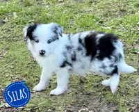 Silas, a male Border Collie for sale in Braxton, MS – Photo 3 of 8