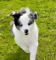 Silas, a male Border Collie for sale in Braxton, MS – Photo 6 of 8