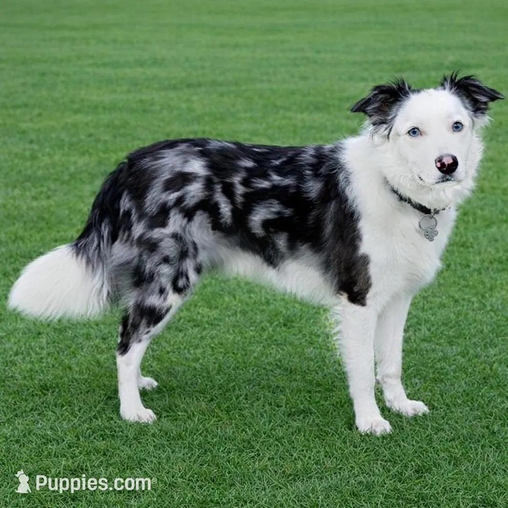 Silas, a male Border Collie for sale in Braxton, MS – Photo 7 of 8