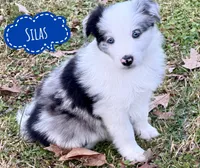 Silas, a male Border Collie for sale in Braxton, MS – Photo 4 of 8