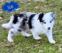 Silas, a male Border Collie for sale in Braxton, MS – Photo 5 of 8